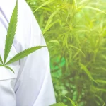 Marihuana médica, concepto de medicina herbal alternativa.
